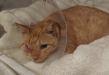 Have masks gone from a necessary nuisance to an accessory?