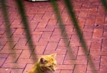 Feeding campus cats affects their health
