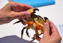 Marine biology department studies stone crabs
