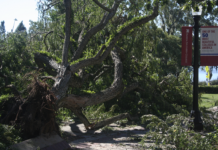 In Photos | Fallen trees, power outages in the wake of Hurricane Ian