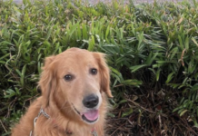 Sophie, campus’s canine counselor, returns to action