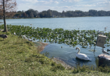 Remembering the Queen of England’s swans