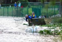 Lakeland commences 43rd annual Swan Roundup