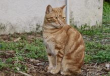 Cat Club petitions for safety measures