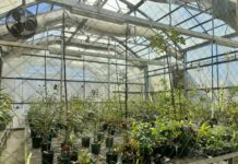 Business-oriented horticulture major to start next fall