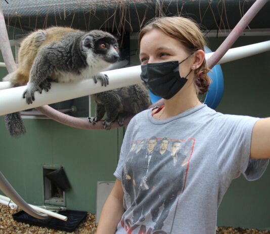 Lemurs and leaders: FSC graduate’s leap into lemur care